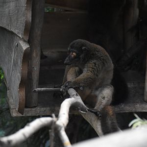 White-fronted lemur