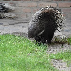 Indian crested porcupine