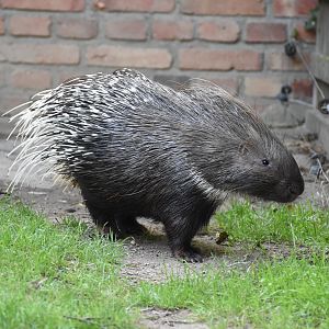 Indian crested porcupine