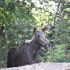 European moose