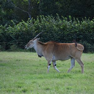Common eland