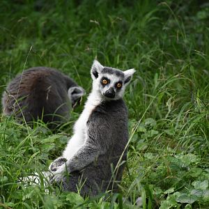 Ring-tailed lemur