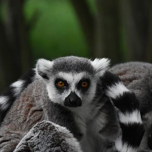 Ring-tailed lemur