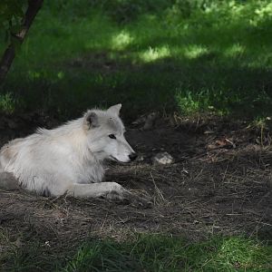Arctic wolf