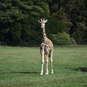 Rothschild's giraffe