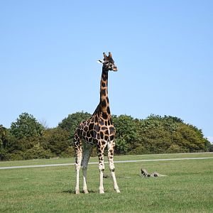Rothschild's giraffe