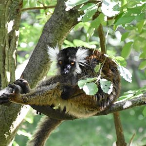 Black lemur