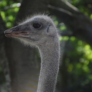 Common ostrich
