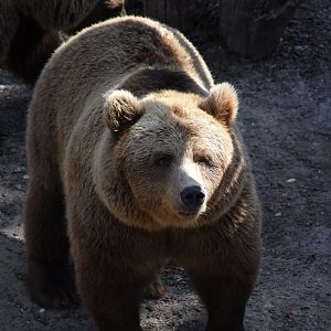 European borwn bear