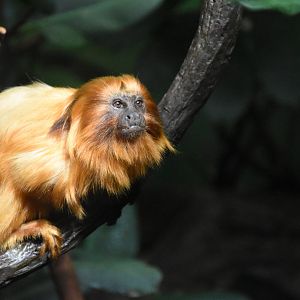 Golden lion tamarin