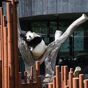 Giant panda