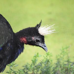 Congo peafowl
