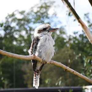 Laughing Kookaburra