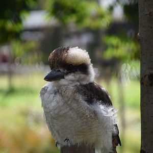 Laughing Kookaburra