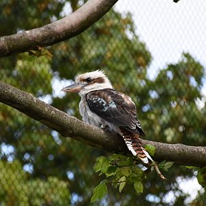 Laughing Kookaburra