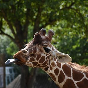 Reticulated giraffe