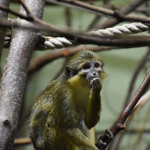 Northern talapoin monkey