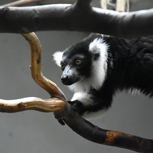 Black and white ruffed lemur