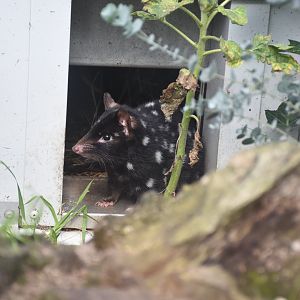 Eastern quoll