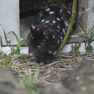 Eastern quoll