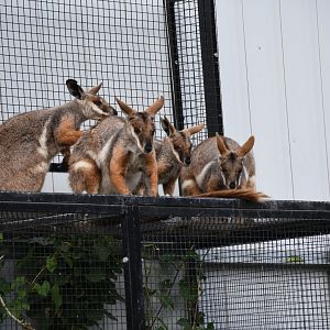 Yellow-footed rock wallaby