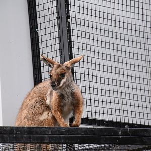 Yellow-footed rock wallaby