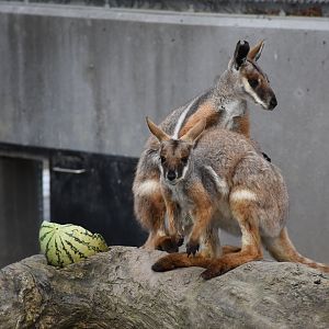 Yellow-footed rock wallaby