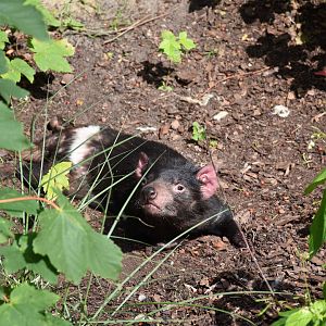 Tasmanian devil