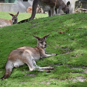 Tasmanian Eastern grey kangaroo