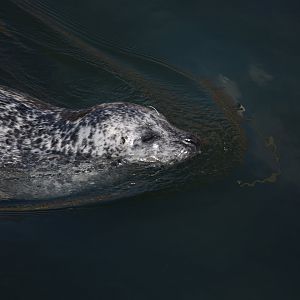 Eastern Atlantic harbour seal