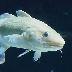 Atlantic cod (Gadus morhua), 2022-10-29