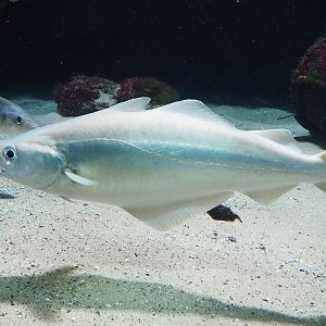 Pollack (Pollachius pollachius), 2022-10-29