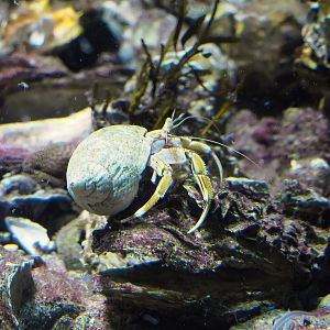 Common hermit crab (Pagurus bernhardus), 2022-10-29