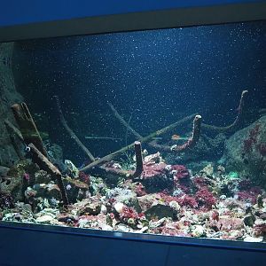 North Sea shipwreck tank with temperate marine invertebrates, 2022-10-29