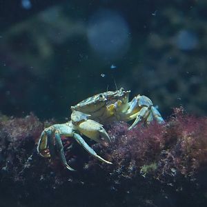 Green shore crab (Carcinus maenas), 2022-10-29