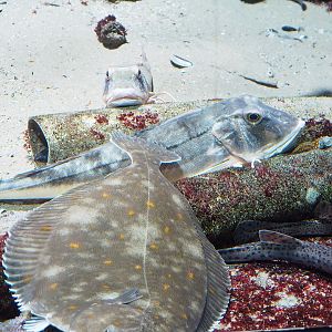 European plaice (Pleuronectes platessa) and Tub gurnard (Chelidonichthys lucerna), 2022-10-29