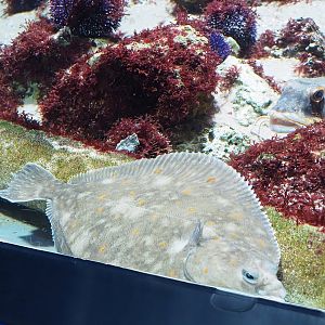 European plaice (Pleuronectes platessa) and Tub gurnard (Chelidonichthys lucerna), 2022-10-29