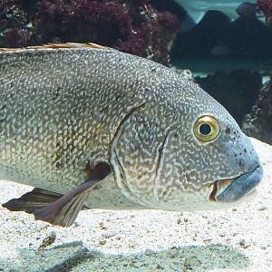 Giant sweetlips (Plectorhinchus albovittatus), 2022-10-29