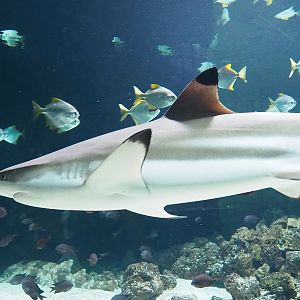 Blacktip reef shark (Carcharhinus melanopterus), 2022-10-29