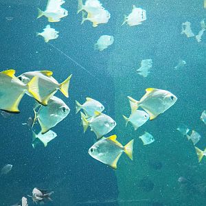 Silver moonies (Monodactylus argenteus), 2022-10-29