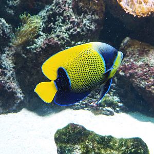 Blue-girdled angelfish (Pomacanthus navarchus), 2022-10-29