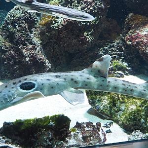 Epaulette shark (Hemiscyllium ocellatum), 2022-10-29