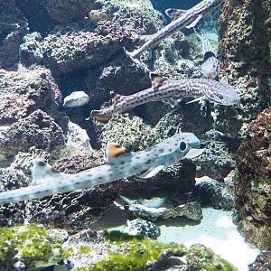 Epaulette shark (Hemiscyllium ocellatum) and Coral catshark (Atelomycterus marmoratus), 2022-10-29