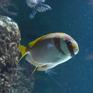 Barhead spinefoot (Siganus virgatus), 2022-10-29