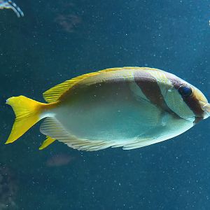 Barhead spinefoot (Siganus virgatus), 2022-10-29