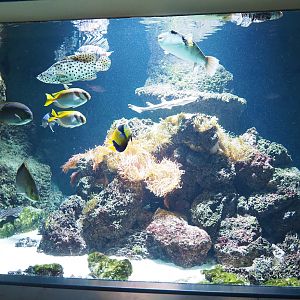 Indo-Pacific reef tank with Epaulette shark, Coral catshark, Red lionfish, Humpack grouper and Spinefoot, 2022-10-29