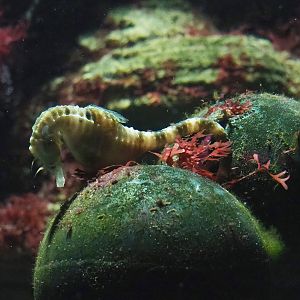 Pot-bellied seahorse (Hippocampus abdominalis), 2022-10-29