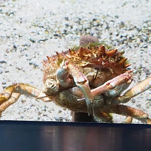 European spider crab (Maja squinado), 2022-10-29
