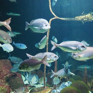 Mediterranean seabreams, 2022-10-29