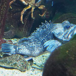 Bluemouth (Helicolenus dactylopterus), 2022-10-29